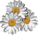 flowers-5907116_1280